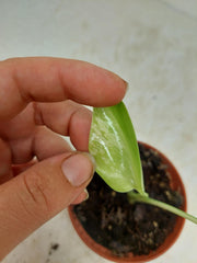 Monstera Jungle Mint