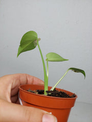 Monstera Jungle Mint