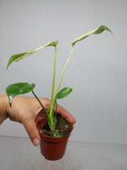 Monstera Jungle Mint