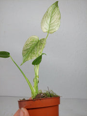 Monstera Jungle Mint