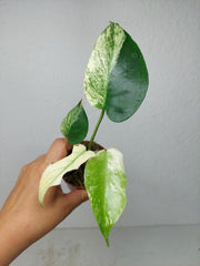 Monstera Jungle Mint