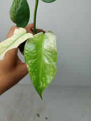 Monstera Jungle Mint