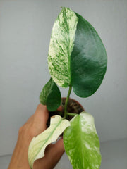 Monstera Jungle Mint