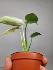 Monstera Jungle Mint