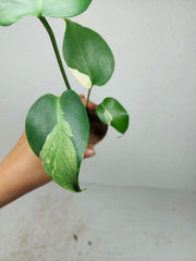 Monstera Jungle Mint