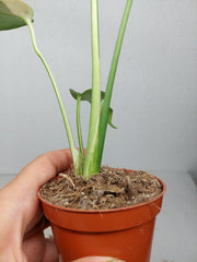 Monstera Jungle Mint