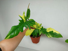 Philodendron Bipennifolium x Florida Beauty Variegata