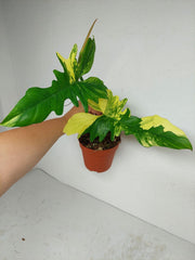 Philodendron Bipennifolium x Florida Beauty Variegata