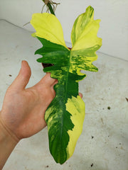 Philodendron Bipennifolium x Florida Beauty Variegata
