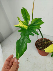 Philodendron Bipennifolium x Florida Beauty Variegata