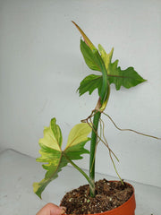 Philodendron Bipennifolium x Florida Beauty Variegata