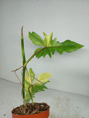 Philodendron Bipennifolium x Florida Beauty Variegata