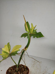 Philodendron Bipennifolium x Florida Beauty Variegata
