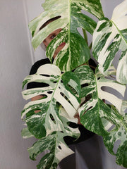 Monstera Variegata (zum aussuchen)