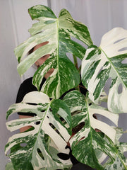 Monstera Variegata (zum aussuchen)