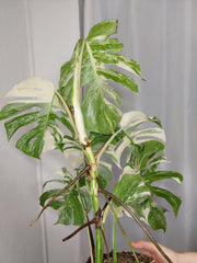 Monstera Variegata (zum aussuchen)