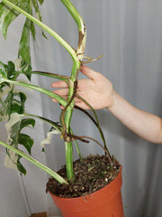 Monstera Variegata (zum aussuchen)
