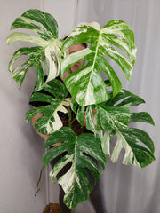Monstera Variegata (zum aussuchen)