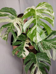 Monstera Variegata (zum aussuchen)