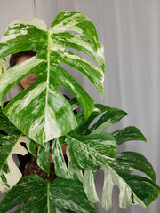 Monstera Variegata (zum aussuchen)