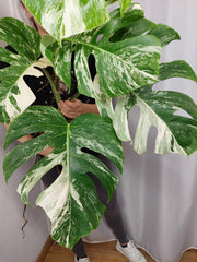 Monstera Variegata (zum aussuchen)