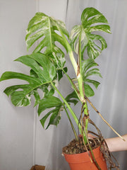 Monstera Variegata (zum aussuchen)