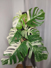 Monstera Variegata (zum aussuchen)