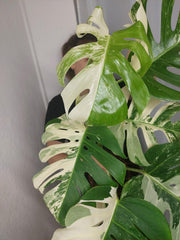 Monstera Variegata (zum aussuchen)