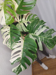 Monstera Variegata (zum aussuchen)