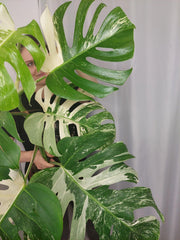 Monstera Variegata (zum aussuchen)