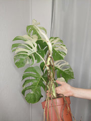 Monstera Variegata (zum aussuchen)