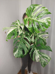 Monstera Variegata (zum aussuchen)