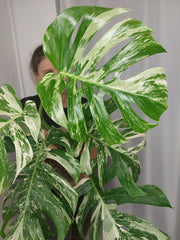 Monstera Variegata (zum aussuchen)