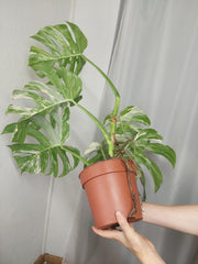 Monstera Variegata (zum aussuchen)
