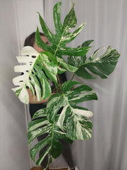 Monstera Variegata (zum aussuchen)
