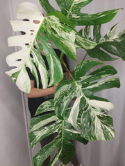 Monstera Variegata (zum aussuchen)