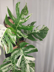 Monstera Variegata (zum aussuchen)
