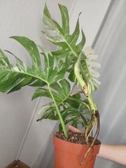 Monstera Variegata (zum aussuchen)