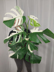 Monstera Variegata (zum aussuchen)