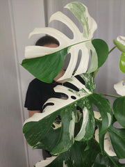 Monstera Variegata (zum aussuchen)