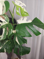 Monstera Variegata (zum aussuchen)