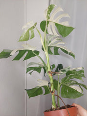 Monstera Variegata (zum aussuchen)