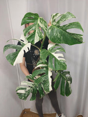 Monstera Variegata (zum aussuchen)