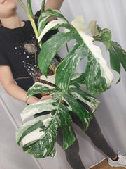 Monstera Variegata (zum aussuchen)