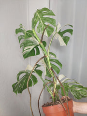 Monstera Variegata (zum aussuchen)