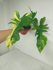 Philodendron Bipennifolium x Florida Beauty Variegata