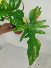 Philodendron Bipennifolium x Florida Beauty Variegata