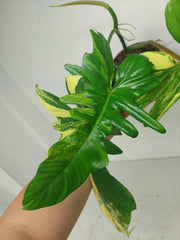 Philodendron Bipennifolium x Florida Beauty Variegata