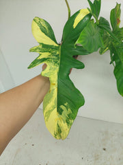 Philodendron Bipennifolium x Florida Beauty Variegata