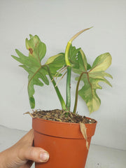 Philodendron Bipennifolium x Florida Beauty Variegata